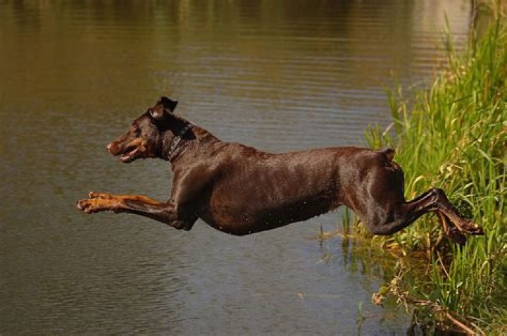How fast can Dobermans run?