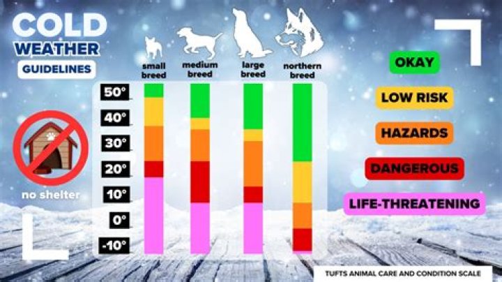 How Long Can dogs fly?