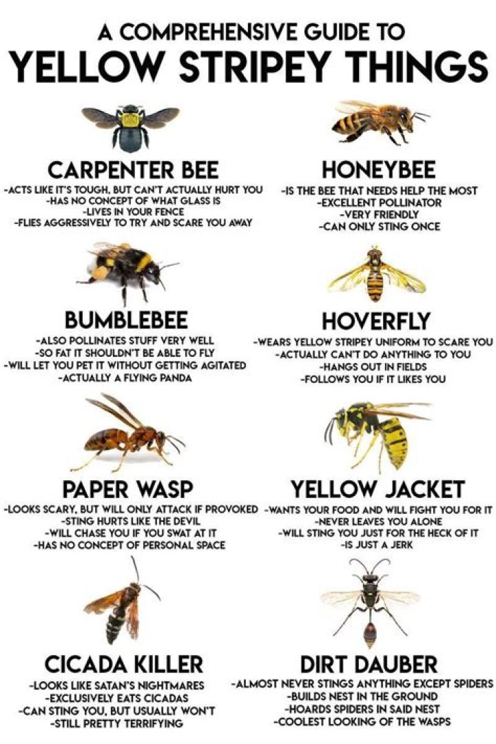 How long does a ground wasp sting last?