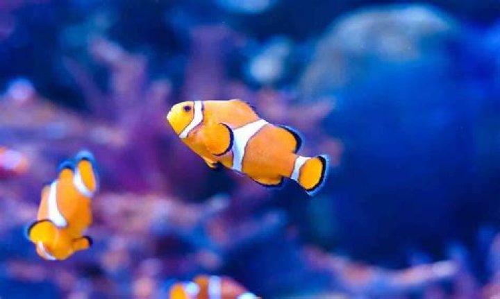 How many hours of darkness do fish need?