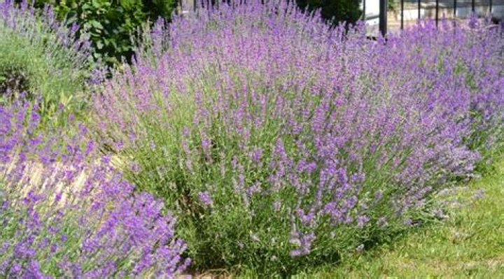 How many times a year does lavender bloom?