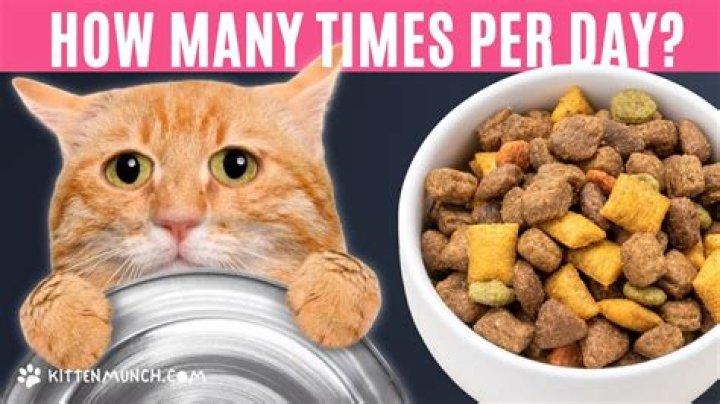 How many times should a cat be fed?