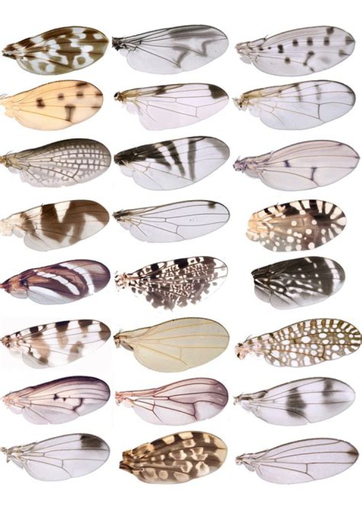 How many wings do insects have?