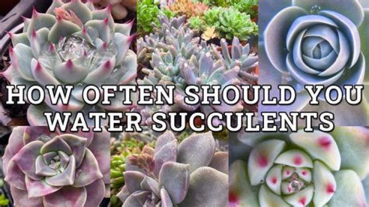 How often should I water my indoor succulent?
