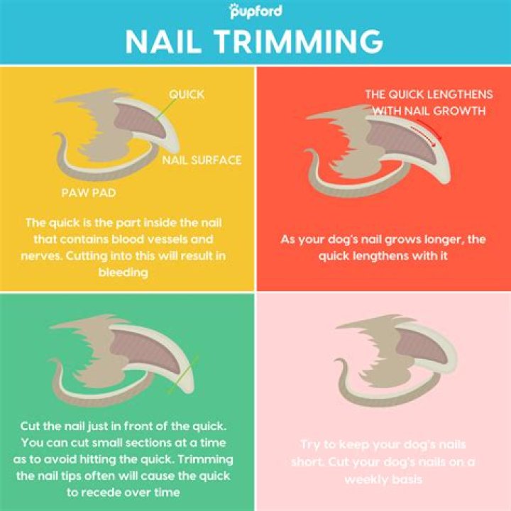 How often should you trim dog nails?