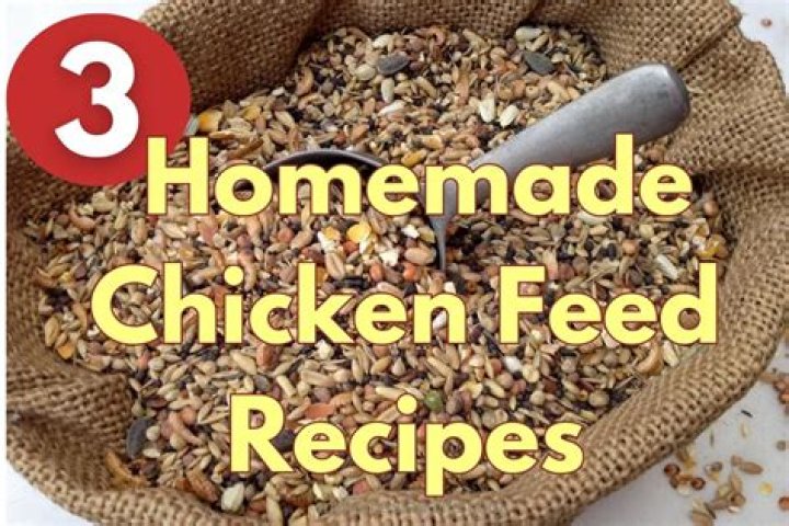 Is it good to feed chickens rice?