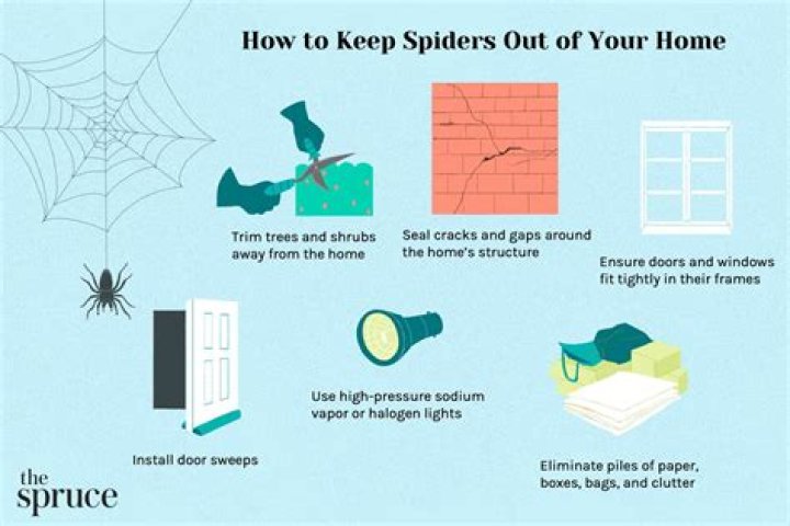 Is it OK to let spiders in your room?