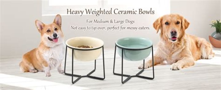 Should big dogs have raised bowls?