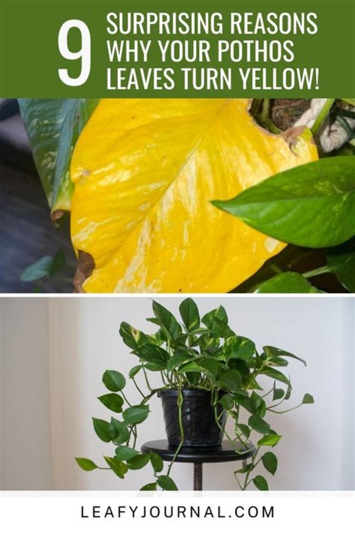 Should I cut off yellow pothos leaves?