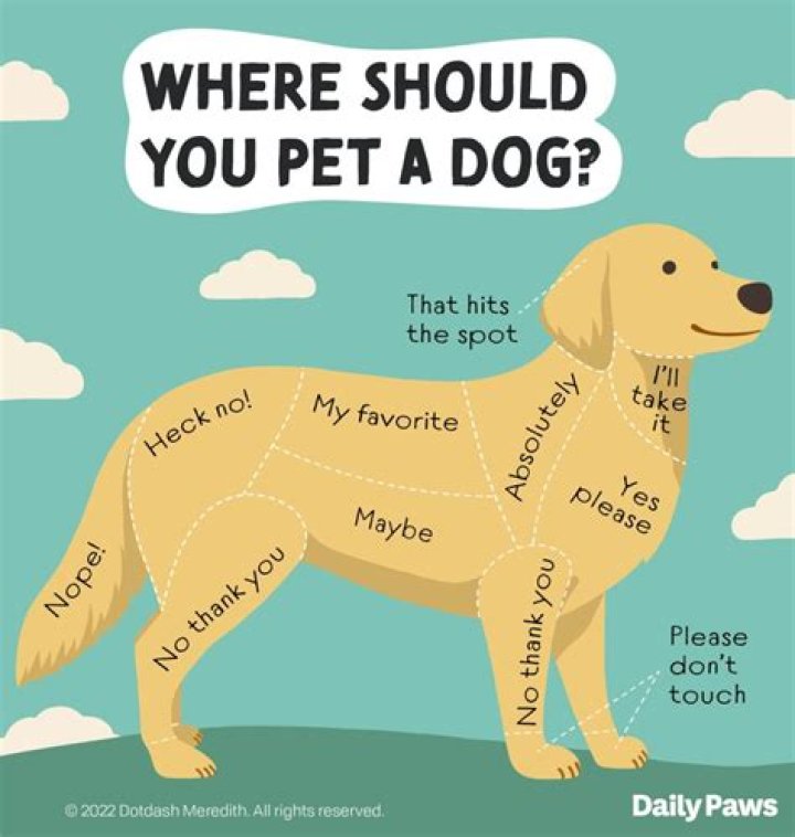 Should I put pants on my dog when in season?