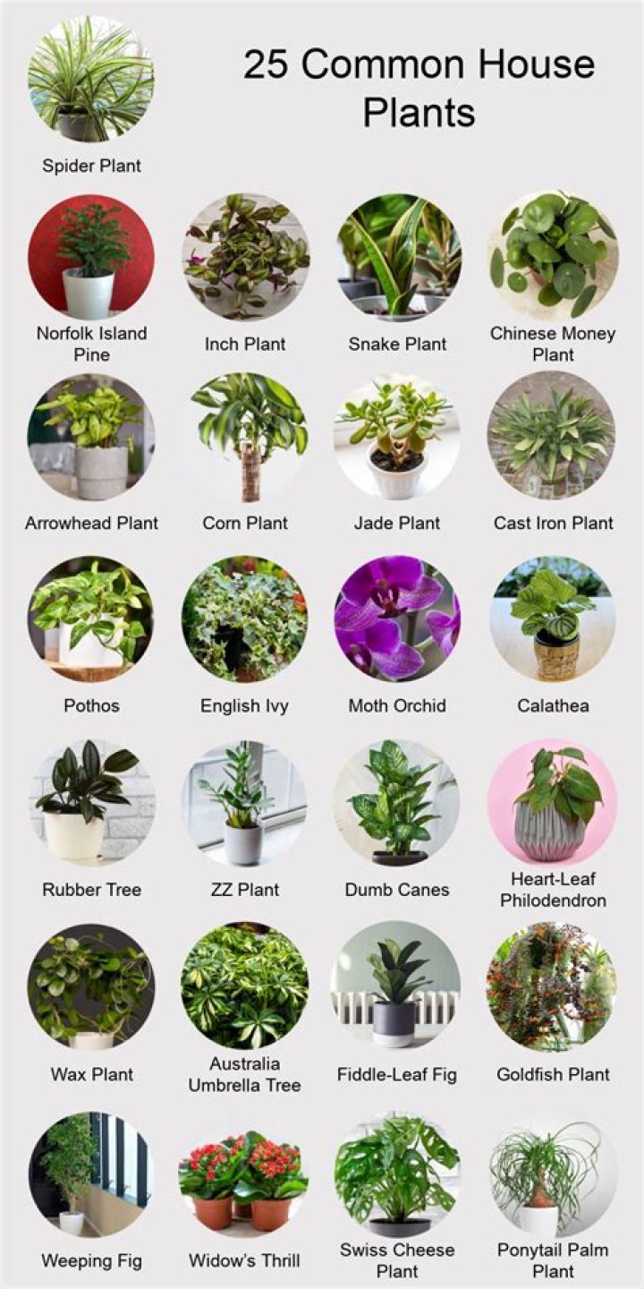 Should I sing my plants?
