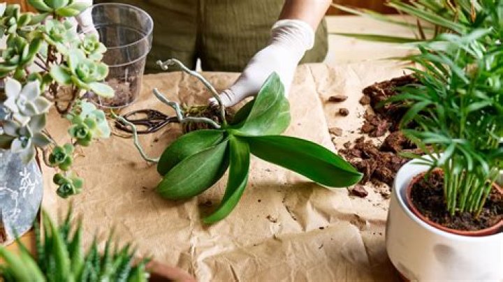 Should you mist a happy plant?