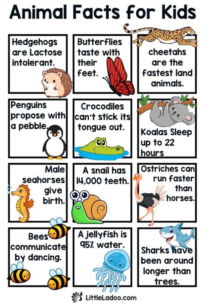 What animal do you punch in the nose?
