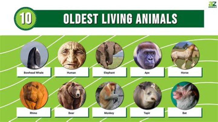What animal lives for 1 year?