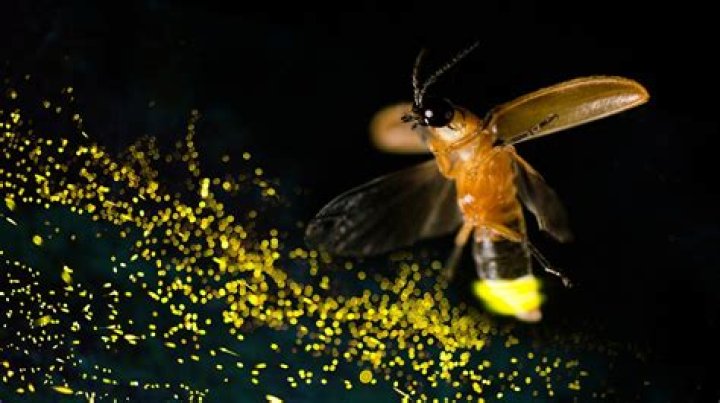 What are fireflies used for Genshin?