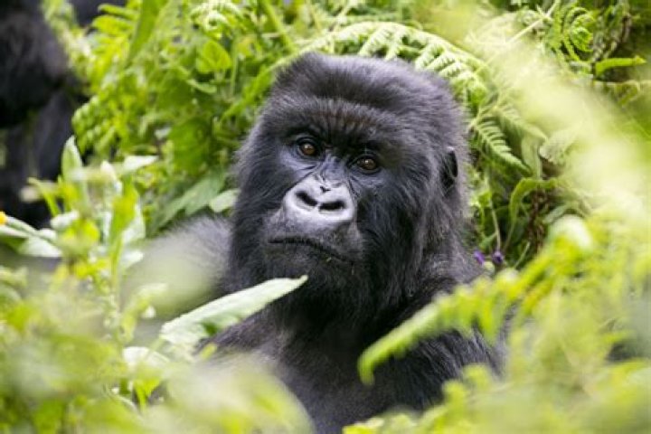 What are gorillas scared of?