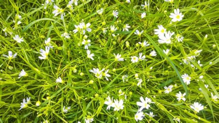 What are the little white flowers in my grass?