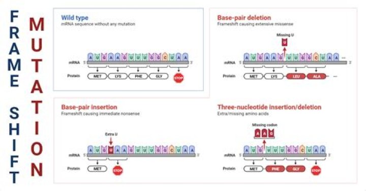 What causes a frameshift mutation quizlet?