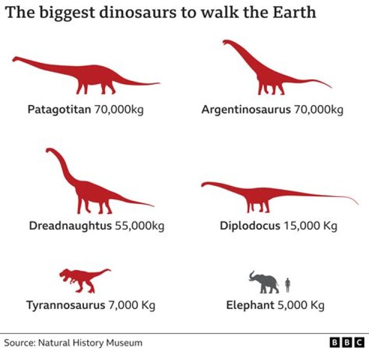 What dinosaur has the smallest brain to body ratio?