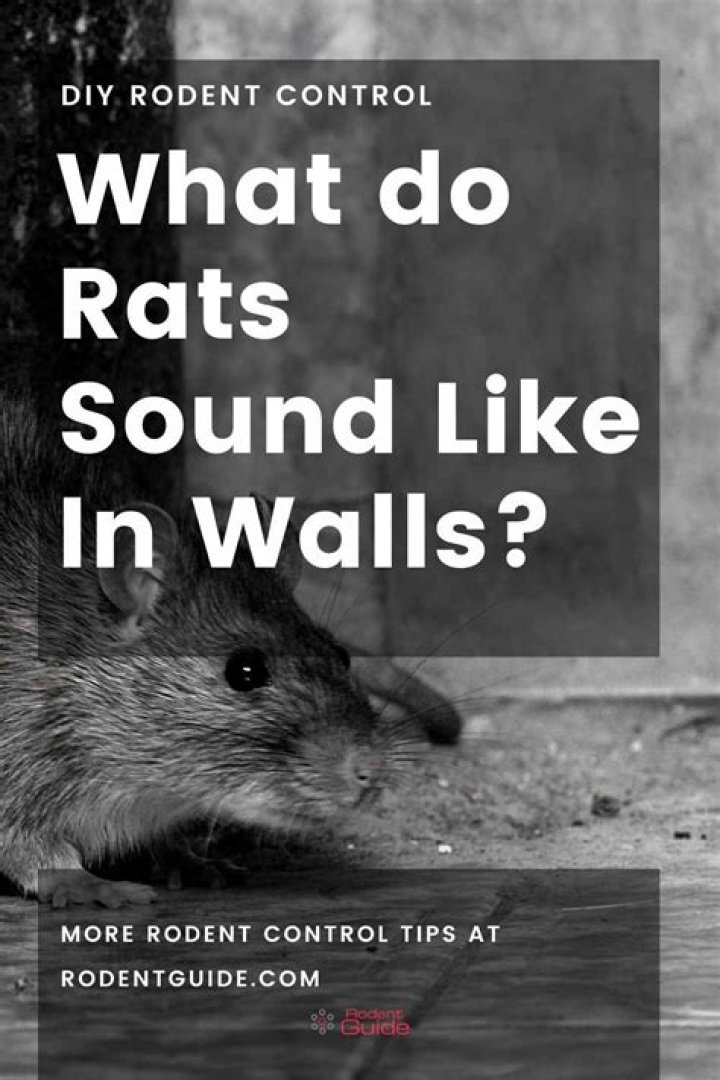 What do rats in the walls sound like?