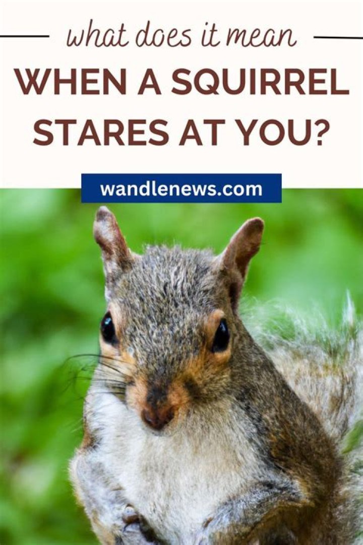 What does it mean when a squirrel crosses the road in front of you?