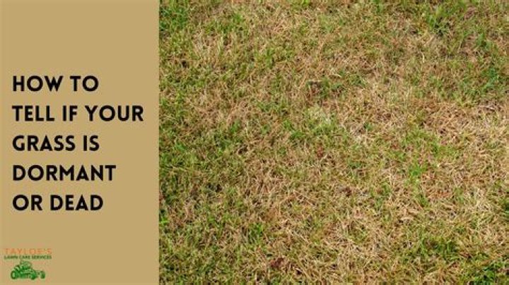 What does it mean when the tips of your grass is white?