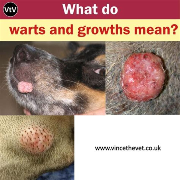 What does wort look like?
