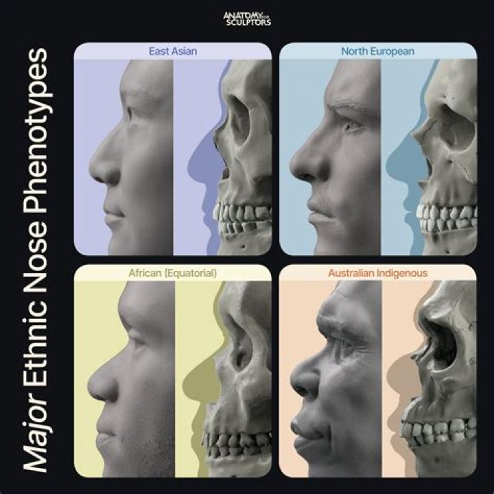 What ethnicities have ethnic noses?