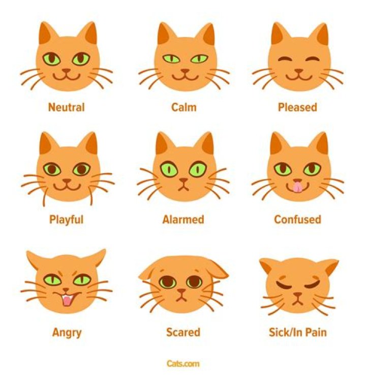 What happens if you punch a cat in the head?