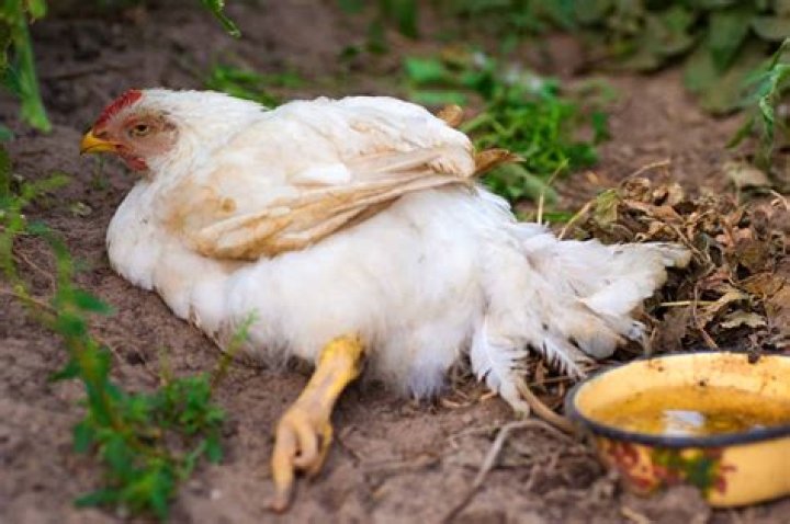 What happens when a chicken is stressed?