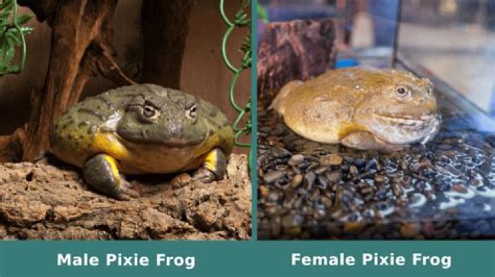 What is a male pixie called?