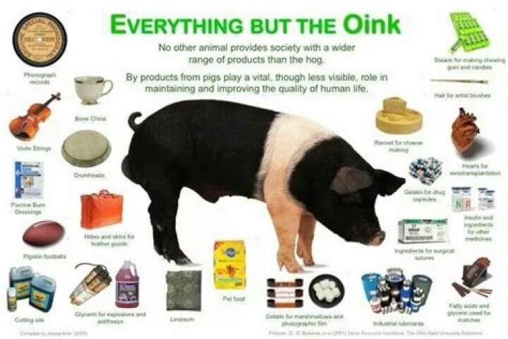 What is made from pigs?