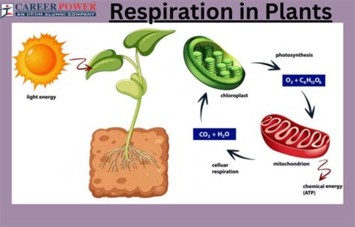 What is sighing respiration?