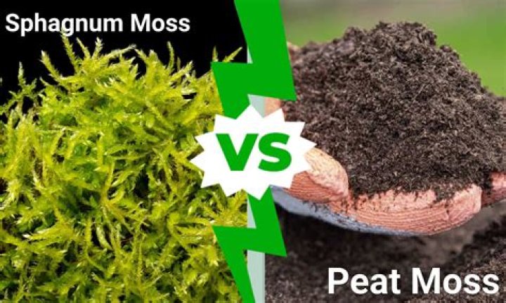What is the difference between sphagnum moss and peat moss?