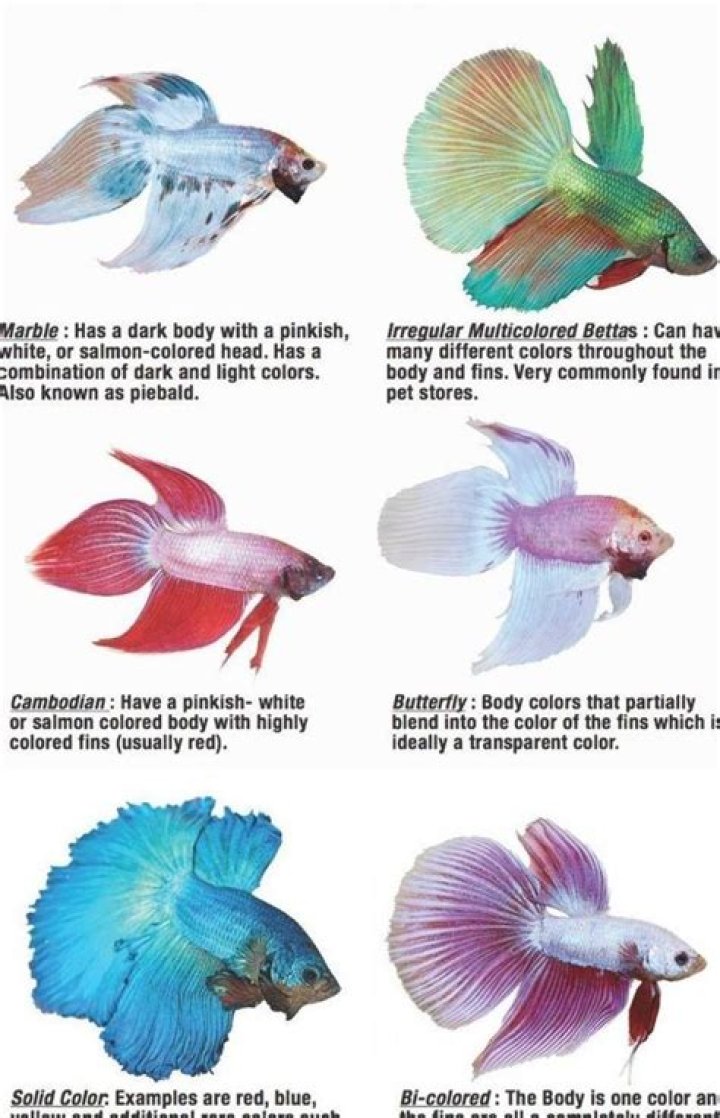 What is the most common betta fish?