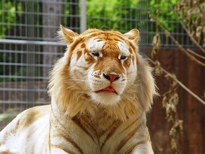 What is the rarest lion?