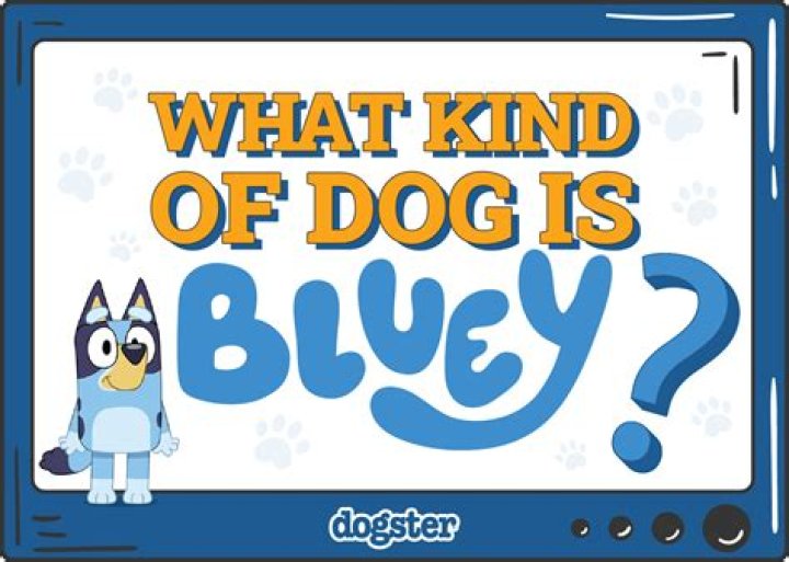 What kind of dog is Alfie in Bluey?
