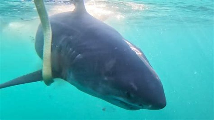What month are sharks most active in Florida?