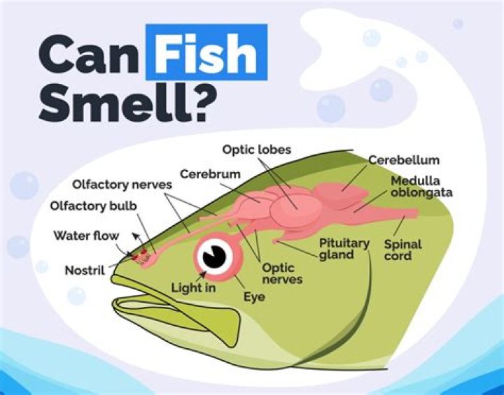 What neutralizes fishy smell?