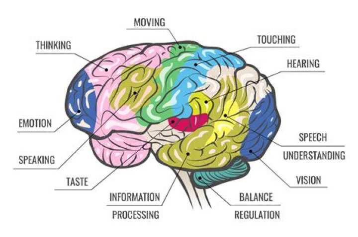 What part of your brain hurts when you have a headache?