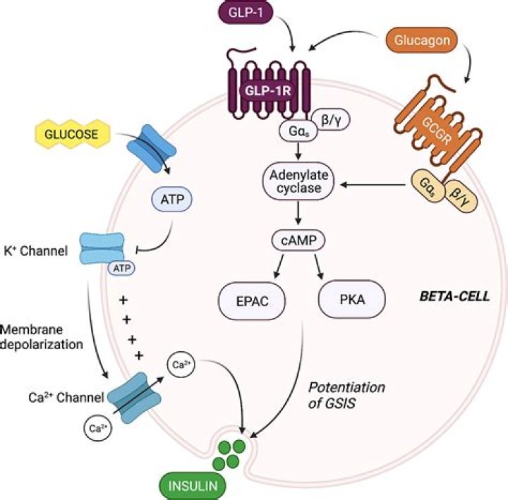 What raises metabolism?