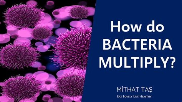 What two things does bacteria need to multiply?