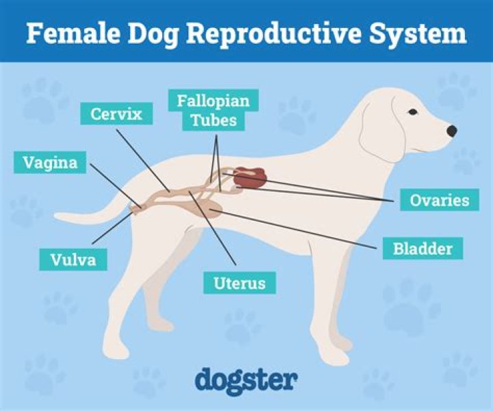 Where does a girl dog pee from?