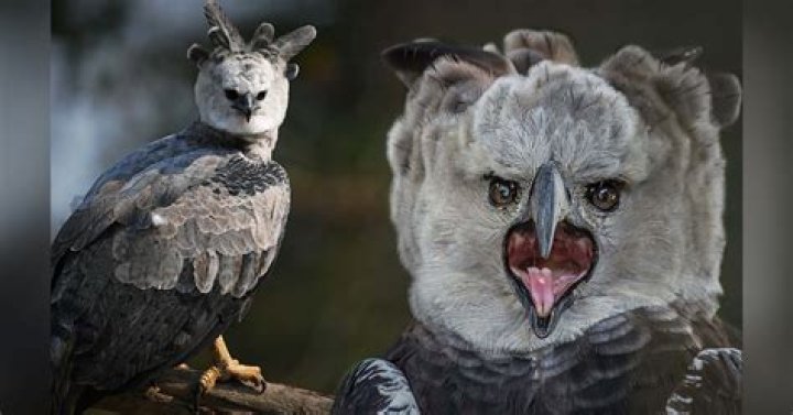 Which bird is bigger than eagle?