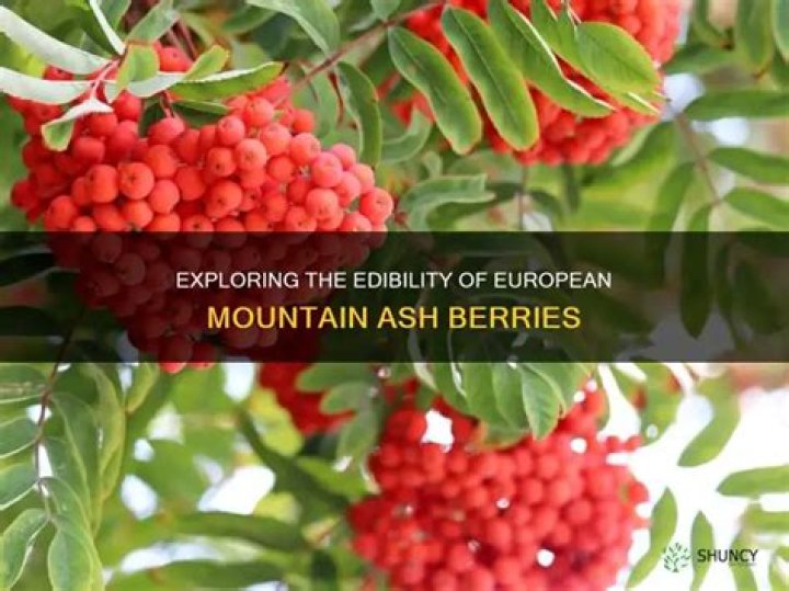 Who eats mountain ash berries?