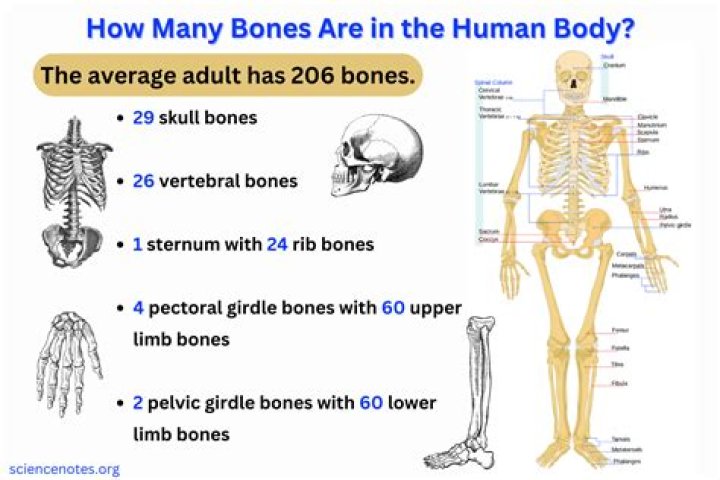 Who has more bones male or female?