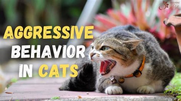 Why are cats aggressive to their owners?
