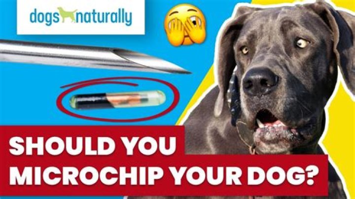 Why are dogs microchipped?