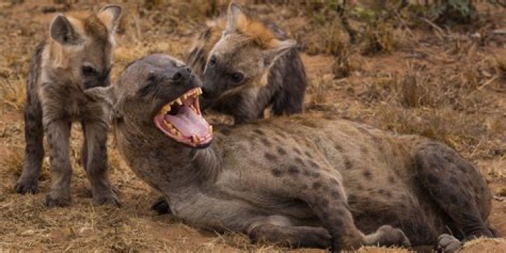 Why are hyenas called laughing?