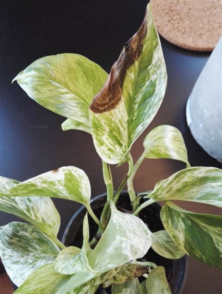 Why are my pothos leaves turning brown?
